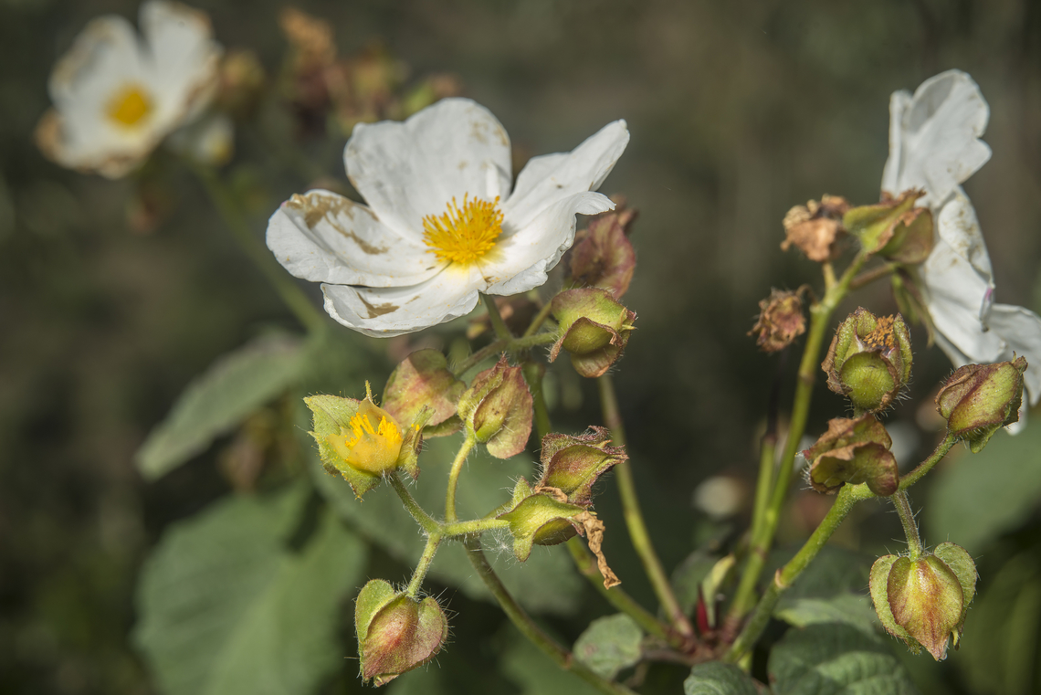 Cistus populifolius Cistus populifolius Cistaceae,Cistus populifolius,Wildflowers.,biodiversity,flowers,plantae,spring
