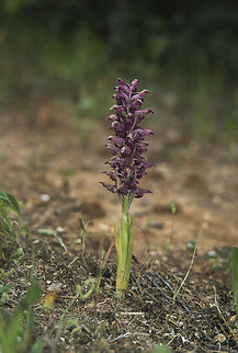 Anacamptis coriophora Anacamptis coriophora
https://jb.utad.pt/especie/Anacamptis_coriophora Anacamptis coriophora