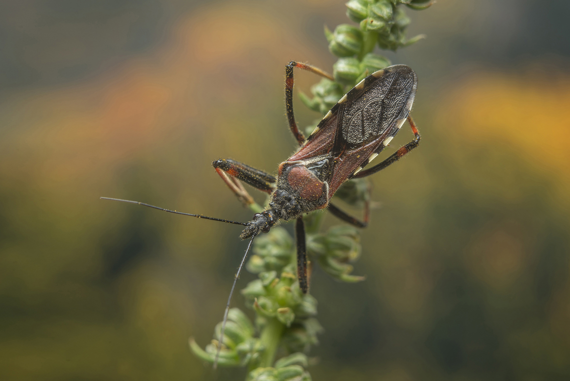 Rhynocoris cuspidatus Rhynocoris cuspidatus, previous nymph stage, here:<br />
<figure class="photo"><a href="https://www.jungledragon.com/image/135832/rhynocoris_cuspidatus.html" title="Rhynocoris cuspidatus"><img src="https://s3.amazonaws.com/media.jungledragon.com/images/2527/135832_thumb.jpg?AWSAccessKeyId=05GMT0V3GWVNE7GGM1R2&Expires=1767225610&Signature=epGyMJBc13YlODIuxo%2BEsuBZ6CU%3D" width="200" height="134" alt="Rhynocoris cuspidatus Rhynocoris cuspidatus, nymph<br />
<br />
Adult here:https://www.jungledragon.com/image/135802/rhynocoris_cuspidatus.html Harpactorinae,Harpactorini,Reduvioidea,Rhynocoris cuspidatus,arthopoda,assassin bug,biodiversity,bug,hemiptera,heteroptera,insecta,insects" /></a></figure><br />
 Harpactorinae,Harpactorini,Reduvioidea,Rhynocoris cuspidatus,arthopoda,assassin bug,biodiversity,bug,hemiptera,heteroptera,insecta,insects