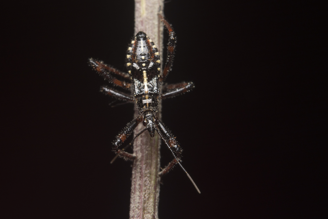 Rhynocoris cuspidatus Rhynocoris cuspidatus, nymph<br />
<br />
Adult here:<figure class="photo"><a href="https://www.jungledragon.com/image/135802/rhynocoris_cuspidatus.html" title="Rhynocoris cuspidatus"><img src="https://s3.amazonaws.com/media.jungledragon.com/images/2527/135802_thumb.jpg?AWSAccessKeyId=05GMT0V3GWVNE7GGM1R2&Expires=1759968010&Signature=7DoSiNgZqSorVXfif2tYpNA5Fsc%3D" width="200" height="134" alt="Rhynocoris cuspidatus Rhynocoris cuspidatus, previous nymph stage, here:<br />
https://www.jungledragon.com/image/135832/rhynocoris_cuspidatus.html<br />
 Harpactorinae,Harpactorini,Reduvioidea,Rhynocoris cuspidatus,arthopoda,assassin bug,biodiversity,bug,hemiptera,heteroptera,insecta,insects" /></a></figure> Harpactorinae,Harpactorini,Reduvioidea,Rhynocoris cuspidatus,arthopoda,assassin bug,biodiversity,bug,hemiptera,heteroptera,insecta,insects