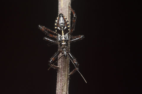 Rhynocoris cuspidatus Rhynocoris cuspidatus, nymph

Adult here:https://www.jungledragon.com/image/135802/rhynocoris_cuspidatus.html Harpactorinae,Harpactorini,Reduvioidea,Rhynocoris cuspidatus,arthopoda,assassin bug,biodiversity,bug,hemiptera,heteroptera,insecta,insects