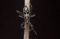 Rhynocoris cuspidatus Rhynocoris cuspidatus, nymph<br />
<br />
Adult here:https://www.jungledragon.com/image/135802/rhynocoris_cuspidatus.html Harpactorinae,Harpactorini,Reduvioidea,Rhynocoris cuspidatus,arthopoda,assassin bug,biodiversity,bug,hemiptera,heteroptera,insecta,insects