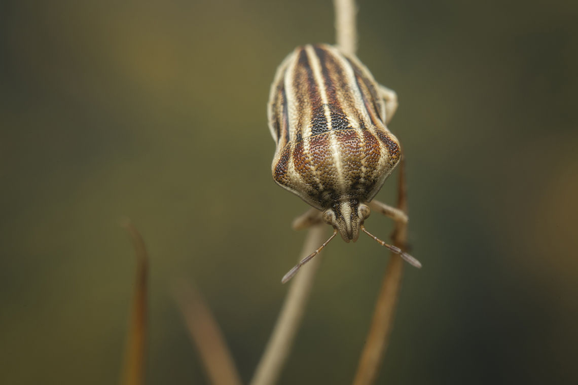Tholagmus strigatus Tholagmus strigatus, adult.<br />
<br />
Final instar nymph, here:<br />
<figure class="photo"><a href="https://www.jungledragon.com/image/137177/tholagmus_strigatus.html" title="Tholagmus strigatus"><img src="https://s3.amazonaws.com/media.jungledragon.com/images/2527/137177_thumb.jpg?AWSAccessKeyId=05GMT0V3GWVNE7GGM1R2&Expires=1770854410&Signature=H8WFjjl1UIKmR%2BUPYyFujLJGCew%3D" width="200" height="134" alt="Tholagmus strigatus Tholagmus strigatus,<br />
final instar nymph.<br />
<br />
Adult, here:<br />
https://www.jungledragon.com/image/137176/tholagmus_strigatus.html Tholagmus strigatus,arthropoda,biodiversity,hemiptera,heteroptera,insecta,insects,pentatomidae,podopinae,summer" /></a></figure> Tholagmus strigatus,arthropoda,biodiversity,hemiptera,heteroptera,insecta,insects,pentatomidae,podopinae,summer
