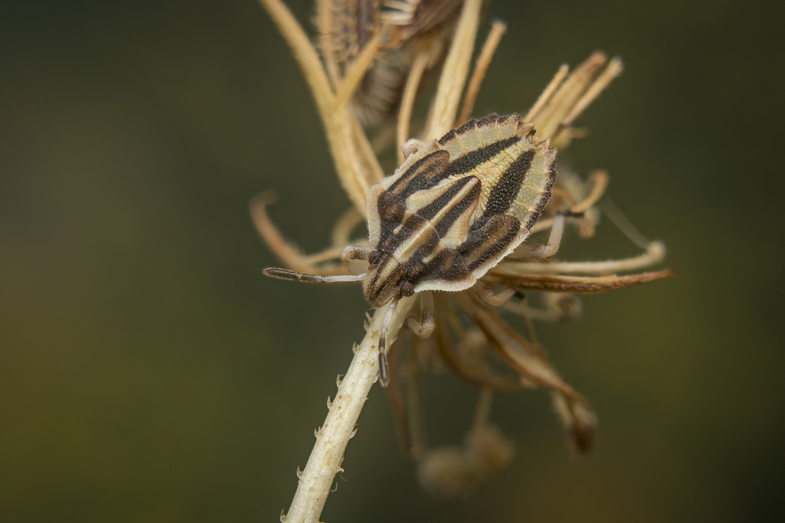 Tholagmus strigatus Tholagmus strigatus,<br />
final instar nymph.<br />
<br />
Adult, here:<br />
<figure class="photo"><a href="https://www.jungledragon.com/image/137176/tholagmus_strigatus.html" title="Tholagmus strigatus"><img src="https://s3.amazonaws.com/media.jungledragon.com/images/2527/137176_thumb.jpg?AWSAccessKeyId=05GMT0V3GWVNE7GGM1R2&Expires=1767225610&Signature=W14zp%2BDcU33amYyQ5z0b%2B%2BB1LKQ%3D" width="200" height="134" alt="Tholagmus strigatus Tholagmus strigatus, adult.<br />
<br />
Final instar nymph, here:<br />
https://www.jungledragon.com/image/137177/tholagmus_strigatus.html Tholagmus strigatus,arthropoda,biodiversity,hemiptera,heteroptera,insecta,insects,pentatomidae,podopinae,summer" /></a></figure> Tholagmus strigatus,arthropoda,biodiversity,hemiptera,heteroptera,insecta,insects,pentatomidae,podopinae,summer