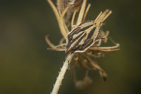 Tholagmus strigatus Tholagmus strigatus,<br />
final instar nymph.<br />
<br />
Adult, here:<br />
https://www.jungledragon.com/image/137176/tholagmus_strigatus.html Tholagmus strigatus,arthropoda,biodiversity,hemiptera,heteroptera,insecta,insects,pentatomidae,podopinae,summer