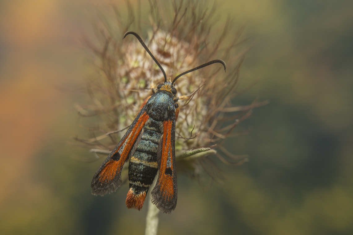 Pyropteron chrysidiformis Pyropteron chrysidiformis Moth,Pyropteron chrysidiforme,Pyropteron chrysidiformis,biodiversity,heterocera,insecta,insects,lepidoptera,sesiidae,summer