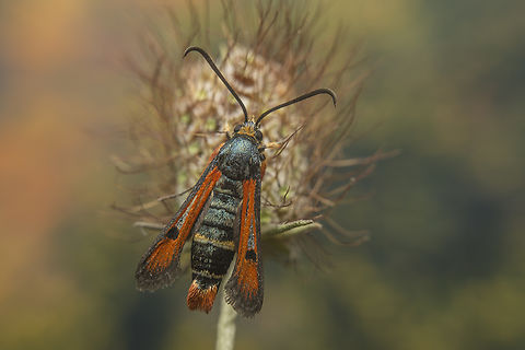 Pyropteron chrysidiformis Pyropteron chrysidiformis Moth,Pyropteron chrysidiforme,Pyropteron chrysidiformis,biodiversity,heterocera,insecta,insects,lepidoptera,sesiidae,summer