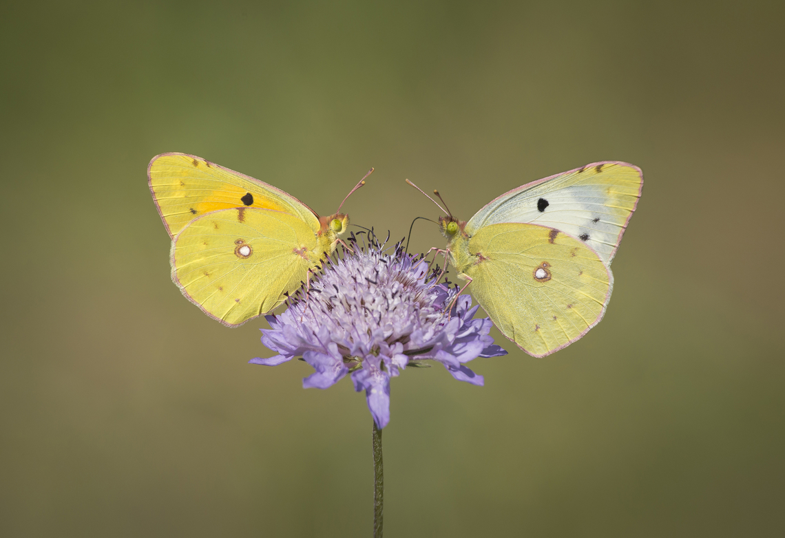 Colias crocea Colias crocea, on the left side, and Colias crocea f. helice, on the right side of the flower.<br />
 Clouded yellow,Colias croceus,biodiversity,butterfly,colias crocea,colias crocea f. helice,insecta,insects,lepidoptera,rhopalocera,spring