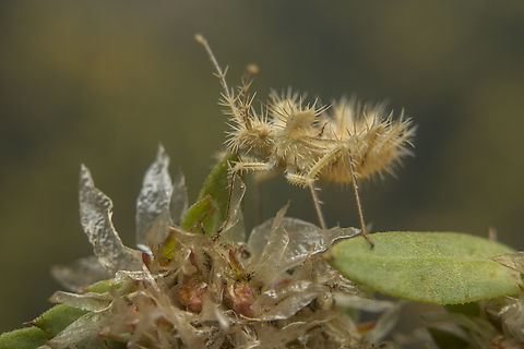 Phyllomorpha laciniata Phyllomorpha laciniata, final instar nymph
on Paronychia argentea.

Adult carrying eggs, here:
https://www.jungledragon.com/image/51136/phyllomorpha_laciniata.html Bugs,Phyllomorpha laciniata,biodiversity,coreidae,hemiptera,heteroptera,insecta,insects,summer