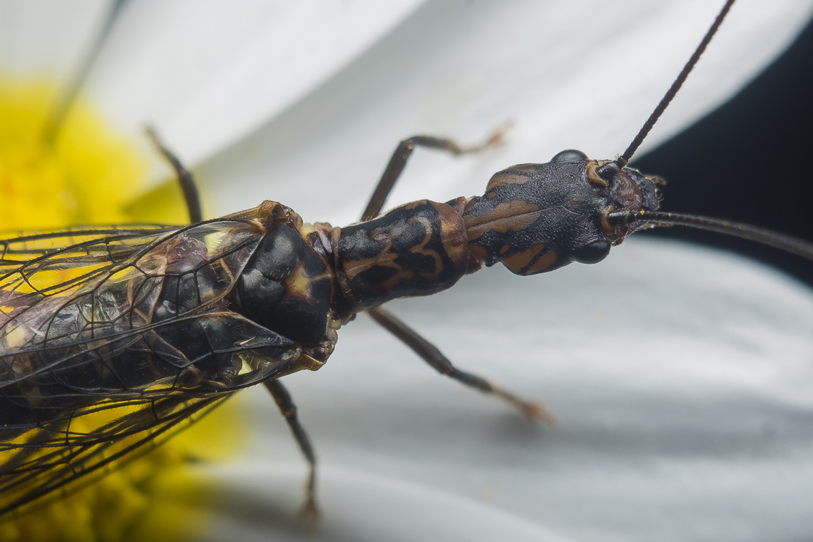 Fibla hesperica Fibla (Fibla) hesperica Nav&agrave;s, 1915<br />
Dorsal view, head and pronotum on detail. Fibla hesperica,Raphidioptera,arthropoda,biodiversity,inocelliidae,insecta,insects,snake fly,spring