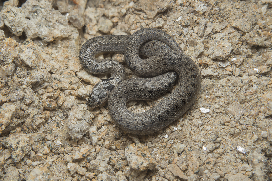 Macroprotodon cucullatus Macroprotodon cucullatus<br />
aprox. 30 cm <br />
<br />
That &quot;under the rock&quot;, huge find, at night. Colubridae,Macroprotodon cucullatus,biodiversity,reptilia,snake,spring