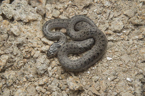 False Smooth Snake
