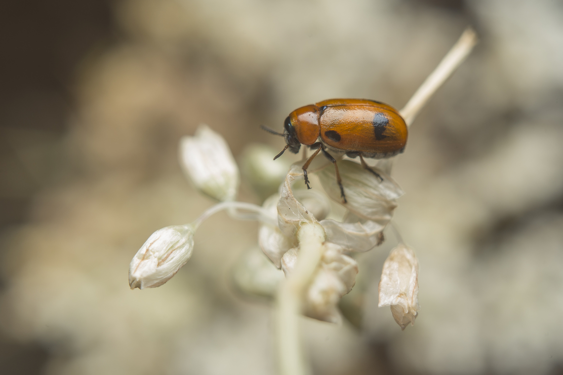 Coptocephala scopolina Coptocephala scopolina Coptocephala scopolina,arthropoda,biodiversity,chrysomelidae,clytrinae,insecta,insects,summer