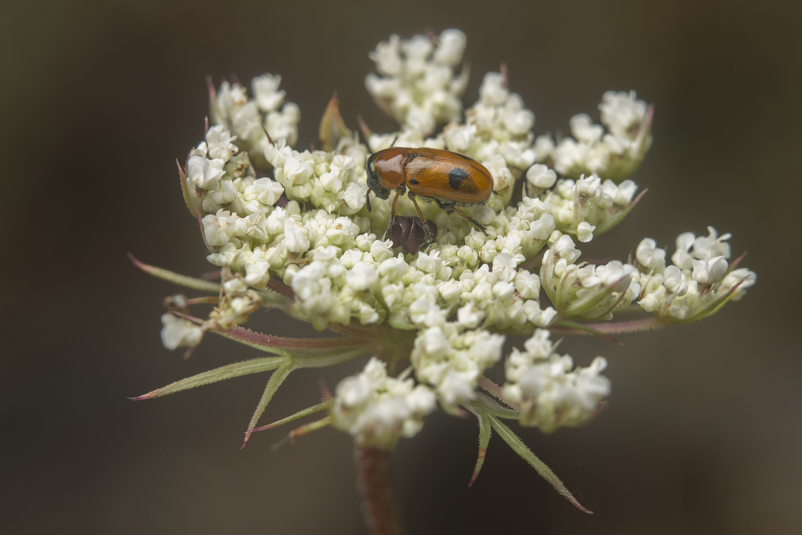 Coptocephala scopolina Coptocephala scopolina Coptocephala scopolina,arthropoda,biodiversity,chrysomelidae,clytrinae,insecta,insects,summer