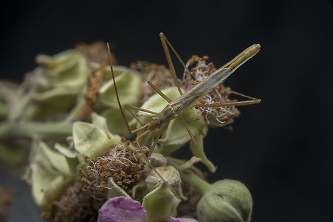 Chorosoma schillingii Chorosoma schillingii (Schilling, 1829) Chorosoma schillingi,arthopoda,biodiversity,bugs,hemiptera,heteroptera,insecta,insects,rhopalidae,summer