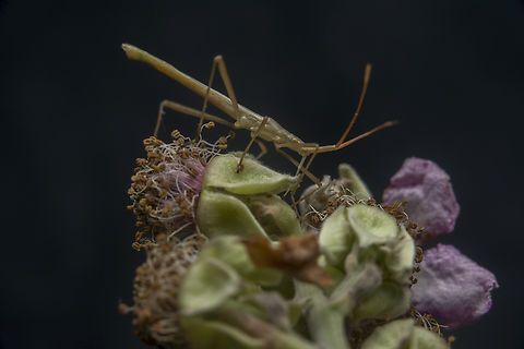 Chorosoma schillingii Chorosoma schillingii (Schilling, 1829) Chorosoma schillingi,arthopoda,biodiversity,bugs,hemiptera,heteroptera,insecta,insects,rhopalidae,summer