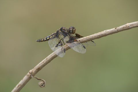Palpopleura lucia Palpopleura lucia, adult female Lucia Widow,Palpopleura lucia