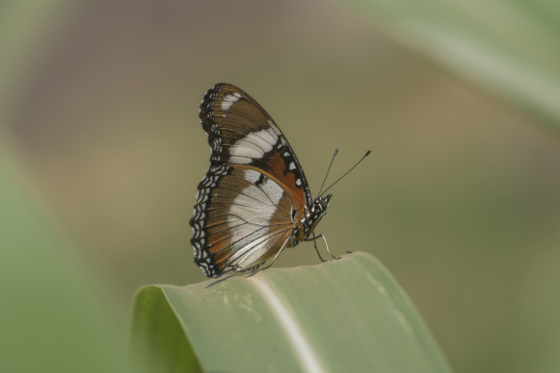 Hypolimnas misippus Hypolimnas misippus, male Danaid eggfly,Hypolimnas misippus