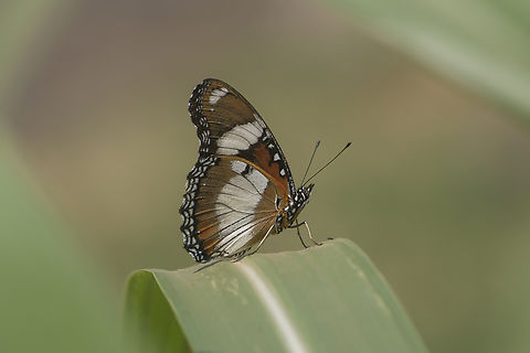 Hypolimnas misippus Hypolimnas misippus, male Danaid eggfly,Hypolimnas misippus