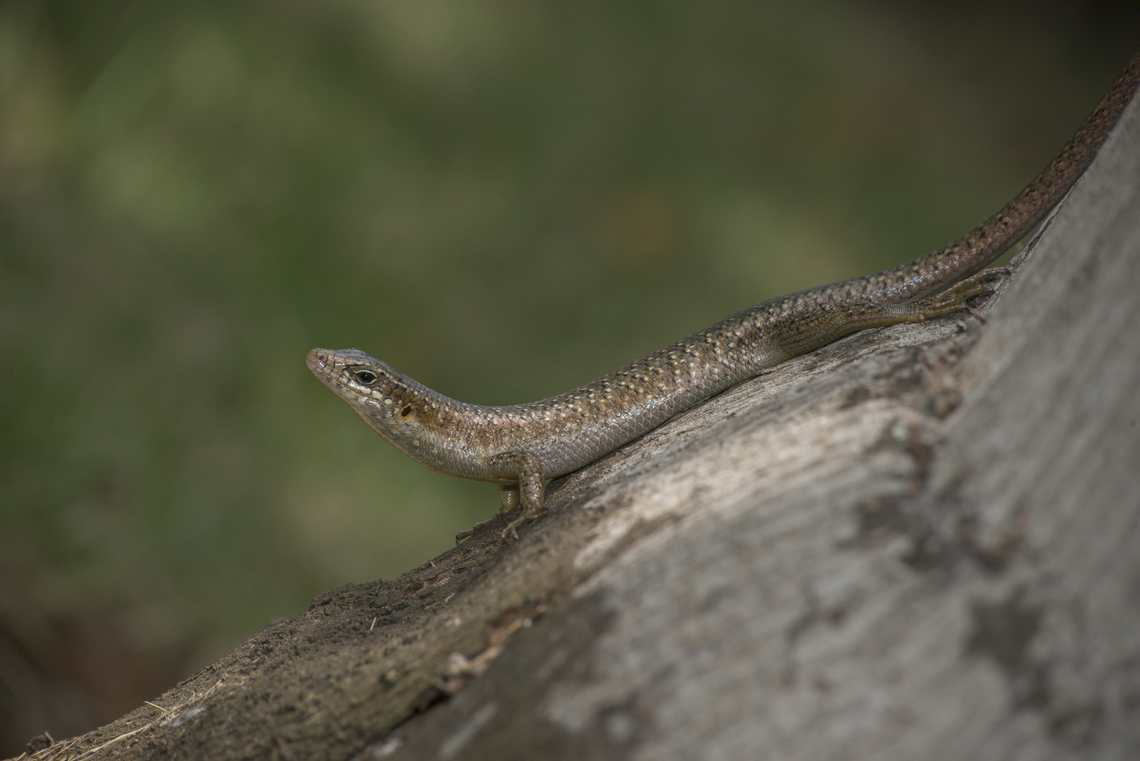 Trachylepis thomensis Trachylepis thomensis Trachylepis thomensis