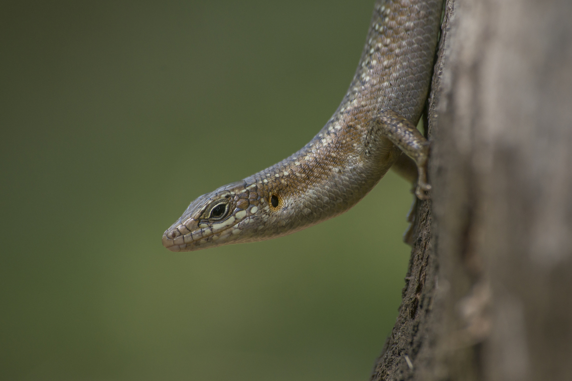Trachylepis thomensis Trachylepis thomensis<br />
 Trachylepis thomensis