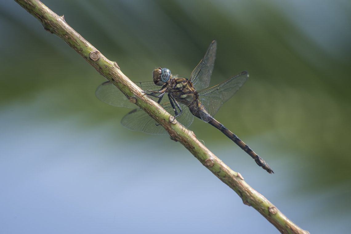 Orthetrum brachiale Orthetrum brachiale, adult female Orthetrum brachiale