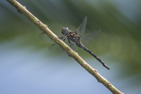Banded Skimmer