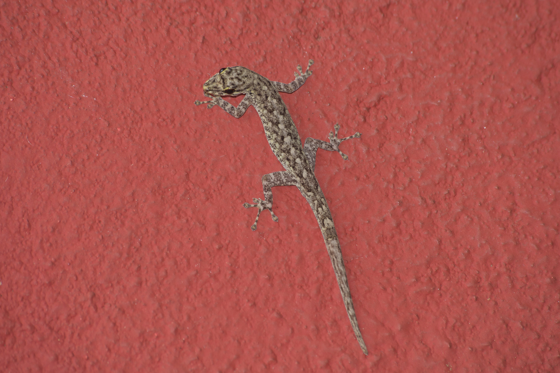 Lygodactylus thomensis Lygodactylus thomensis Annobon dwarf gecko,Lygodactylus thomensis