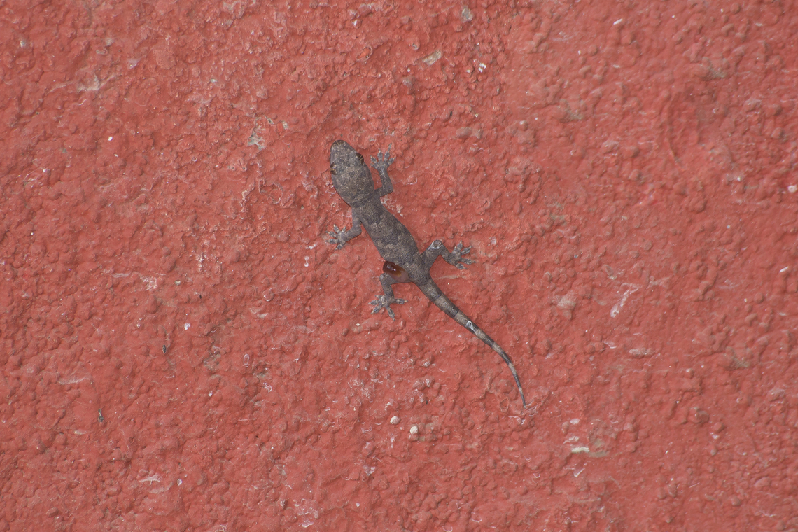 Hemidactylus mabouia Hemidactylus mabouia<br />
Juvenile Gekko,Gekkonidae,Hemidactylus mabouia,Tropical house gecko,biodiversity,nature