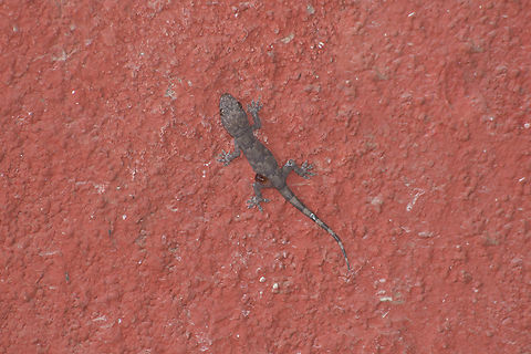 Hemidactylus mabouia Hemidactylus mabouia
Juvenile Gekko,Gekkonidae,Hemidactylus mabouia,Tropical house gecko,biodiversity,nature