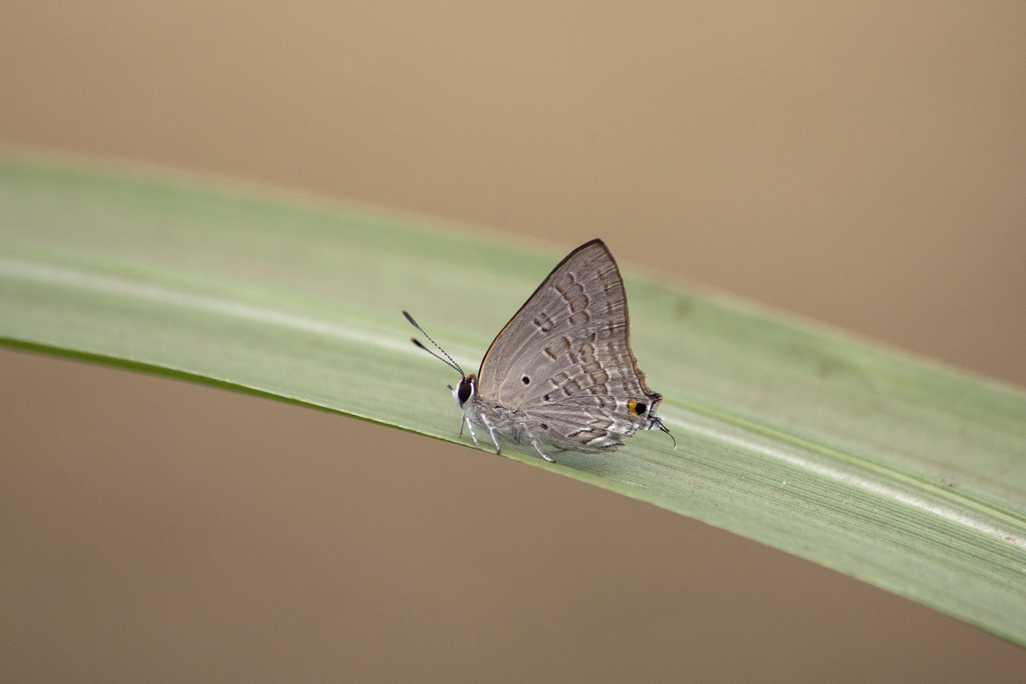 Deudorix antalus Deudorix antalus Deudorix antalus