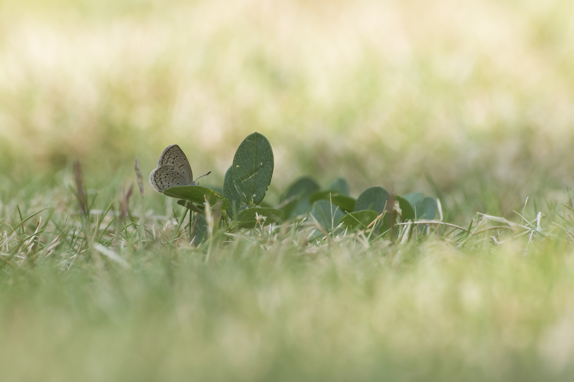 Zizeeria knysna Zizeeria knysna African Grass Blue,Zizeeria  knysna