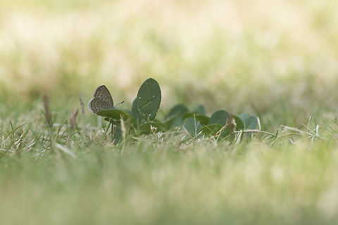 Zizeeria knysna Zizeeria knysna African Grass Blue,Zizeeria  knysna