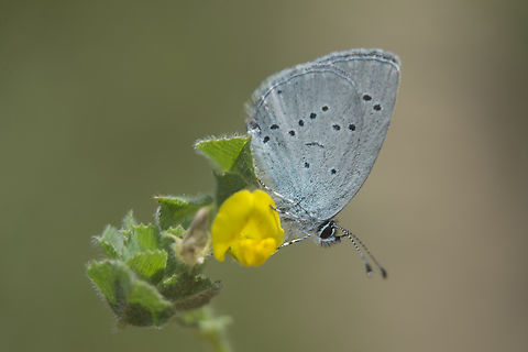 Cupido lorquinii Cupido lorquinii Cupido lorquinii,Lorquin's blue,biodiversity,insecta,insects,lepidoptera,lycaenidae,rhopalocera,spring