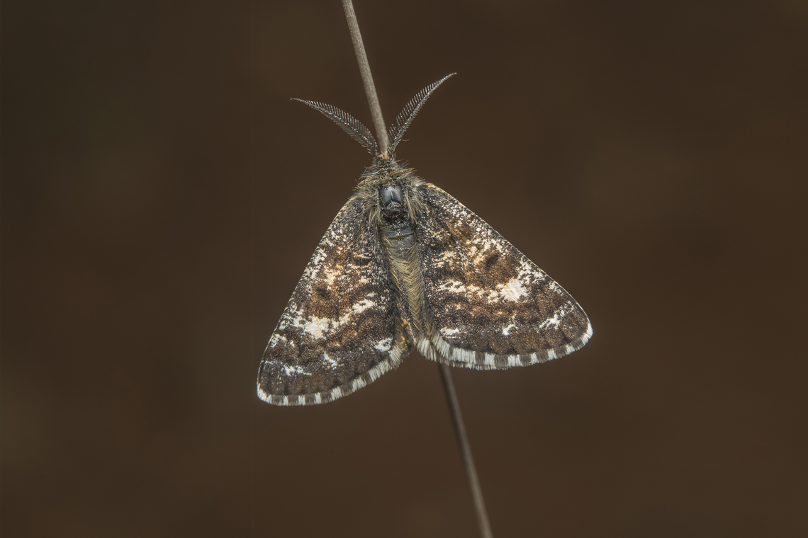 Isturgia famula Isturgia famula Geometroidea,Isturgia famula,biodiversity,geometridae,heterocera,insecta,lepidoptera,moth,spring