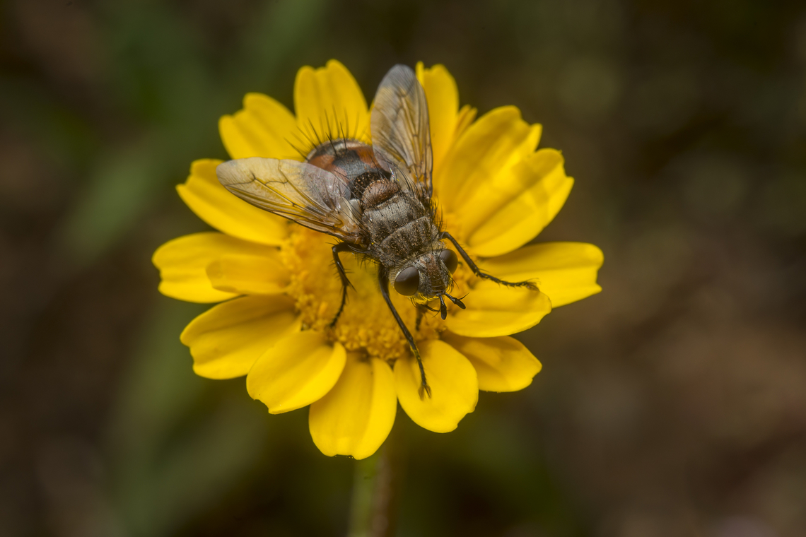 Peleteria rubescens Peleteria rubescens Peleteria rubescens,biodiversity,brachycera,diptera,fly,insecta,insects,parasitoid,tachinidae,tachininae