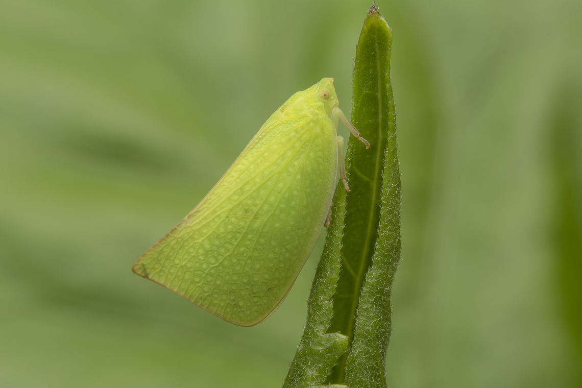 Siphanta acuta Siphanta acuta Auchenorrhyncha,Siphanta acuta,Torpedo bug,arthropoda,autumn,biodiversity,bugs,flatidae,hemiptera,homoptera,insecta,insects