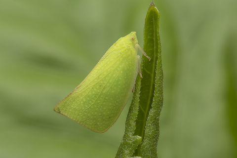 Siphanta acuta Siphanta acuta Auchenorrhyncha,Siphanta acuta,Torpedo bug,arthropoda,autumn,biodiversity,bugs,flatidae,hemiptera,homoptera,insecta,insects