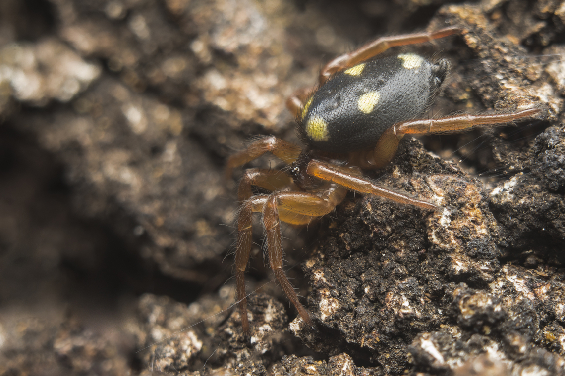 Uroctea durandi Uroctea durandi Uroctea durandi