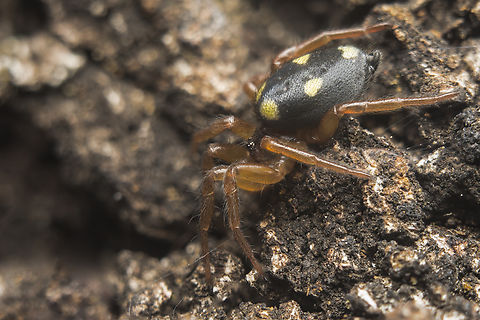 Uroctea durandi Uroctea durandi Uroctea durandi