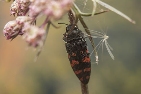 Acmaeodera pulchra Acmaeodera pulchra Acmaeodera pulchra,biodiversity,buprestidae,coleoptera,polycestinae,polyphaga,summer