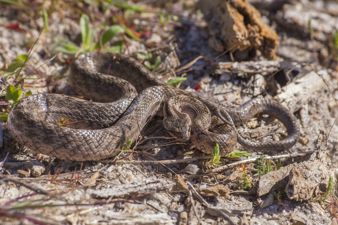 Coronella girondica Coronella girondica Colubridae,Colubroidea,Coronella girondica,snakes,vertebrata,winter