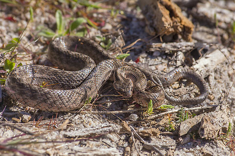 Southern Smooth Snake