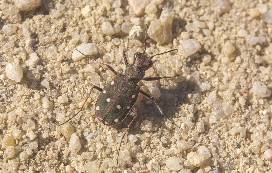 Cicindela maroccana pseudomaroccana Cicindela maroccana pseudomaroccana<br />
<br />
Lateral view here:<br />
<figure class="photo"><a href="https://www.jungledragon.com/image/146944/cicindela_maroccana_pseudomaroccana.html" title="Cicindela maroccana pseudomaroccana"><img src="https://s3.amazonaws.com/media.jungledragon.com/images/2527/146944_thumb.jpg?AWSAccessKeyId=05GMT0V3GWVNE7GGM1R2&Expires=1769040010&Signature=MwrI5hkQjO%2F0Hje66LIg5S%2Bvzjo%3D" width="200" height="134" alt="Cicindela maroccana pseudomaroccana Cicindela maroccana pseudomaroccana<br />
<br />
Dorsal view, here:<br />
https://www.jungledragon.com/image/146943/cicindela_maroccana_pseudomaroccana.html Cicindela maroccana pseudomaroccana,Cicindelinae,adephaga,arthropoda,beetle,biodiversity,carabidae,coleoptera,insecta,invertebrates,tiger beetle,winter" /></a></figure> Cicindela maroccana pseudomaroccana,Cicindelinae,adephaga,arthropoda,beetle,biodiversity,carabidae,coleoptera,insecta,invertebrates,tiger beetle,winter