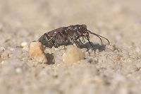 Cicindela maroccana pseudomaroccana Cicindela maroccana pseudomaroccana<br />
<br />
Dorsal view, here:<br />
https://www.jungledragon.com/image/146943/cicindela_maroccana_pseudomaroccana.html Cicindela maroccana pseudomaroccana,Cicindelinae,adephaga,arthropoda,beetle,biodiversity,carabidae,coleoptera,insecta,invertebrates,tiger beetle,winter