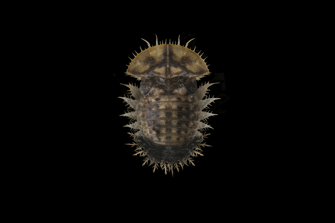 Cassida deflorata Cassida deflorata, pupae.<br />
<br />
Adult here:<br />
<figure class="photo"><a href="https://www.jungledragon.com/image/147019/cassida_deflorata.html" title="Cassida deflorata"><img src="https://s3.amazonaws.com/media.jungledragon.com/images/2527/147019_thumb.jpg?AWSAccessKeyId=05GMT0V3GWVNE7GGM1R2&Expires=1769040010&Signature=FB5P59eaPc3PPI2poND99yD2lT4%3D" width="200" height="134" alt="Cassida deflorata Cassida deflorata<br />
<br />
Pupa, here:<br />
https://www.jungledragon.com/image/146998/cassida_sp.html<br />
 Cassida deflorata,arthropoda,biodiversity,cassidinae,chrysomelidae,coleoptera,insecta,insects" /></a></figure> Cassida deflorata,arthropoda,biodiversity,cassidinae,chrysomelidae,coleoptera,insecta,insects