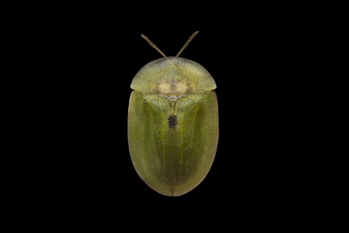 Cassida deflorata Cassida deflorata<br />
<br />
Pupa, here:<br />
<figure class="photo"><a href="https://www.jungledragon.com/image/146998/cassida_deflorata.html" title="Cassida deflorata"><img src="https://s3.amazonaws.com/media.jungledragon.com/images/2527/146998_thumb.jpg?AWSAccessKeyId=05GMT0V3GWVNE7GGM1R2&Expires=1759968010&Signature=CgmtuZ0Wsb6%2F39KnTFOot16QipE%3D" width="200" height="134" alt="Cassida deflorata Cassida deflorata, pupae.<br />
<br />
Adult here:<br />
https://www.jungledragon.com/image/147019/cassida_deflorata.html Cassida deflorata,arthropoda,biodiversity,cassidinae,chrysomelidae,coleoptera,insecta,insects" /></a></figure><br />
 Cassida deflorata,arthropoda,biodiversity,cassidinae,chrysomelidae,coleoptera,insecta,insects