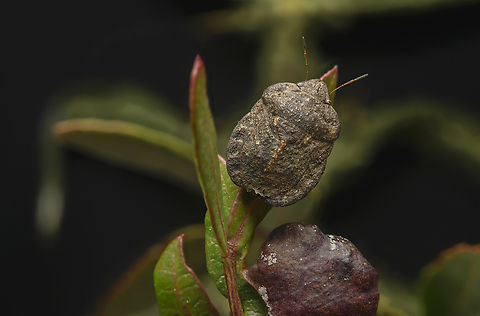 Eurygaster hottentotta Eurygaster hottentotta Bugs,Eurygaster hottentotta,Eurygastrinae,Scutelleridae,biodiversity,bugs,hemiptera,heteroptera,pentatomoidea,winter