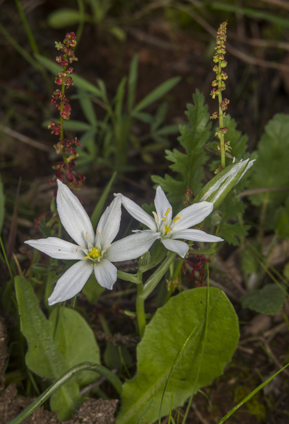 Ornithogalum orthophyllum Ornithogalum orthophyllum<br />
<a href="http://www.floraiberica.es/floraiberica/texto/pdfs/20_183_25_Ornithogalum.pdf" rel="nofollow">http://www.floraiberica.es/floraiberica/texto/pdfs/20_183_25_Ornithogalum.pdf</a> Ornithogalum orthophyllum