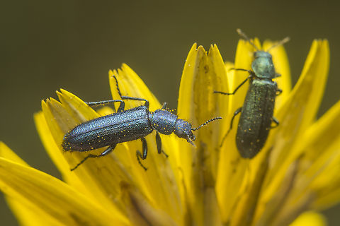 Psilothrix viridicoerulea Psilothrix viridicoerulea Psilothrix viridcoeruleus,Psilothrix viridicoerulea,arthopoda,beetle,cleroidea,coleoptera,dasytinae,insecta,insects,melyridae